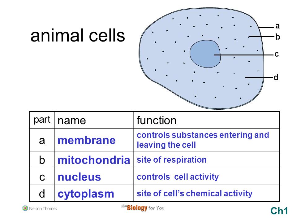 Animal cells part name function a b c d Ch1. - ppt video online download