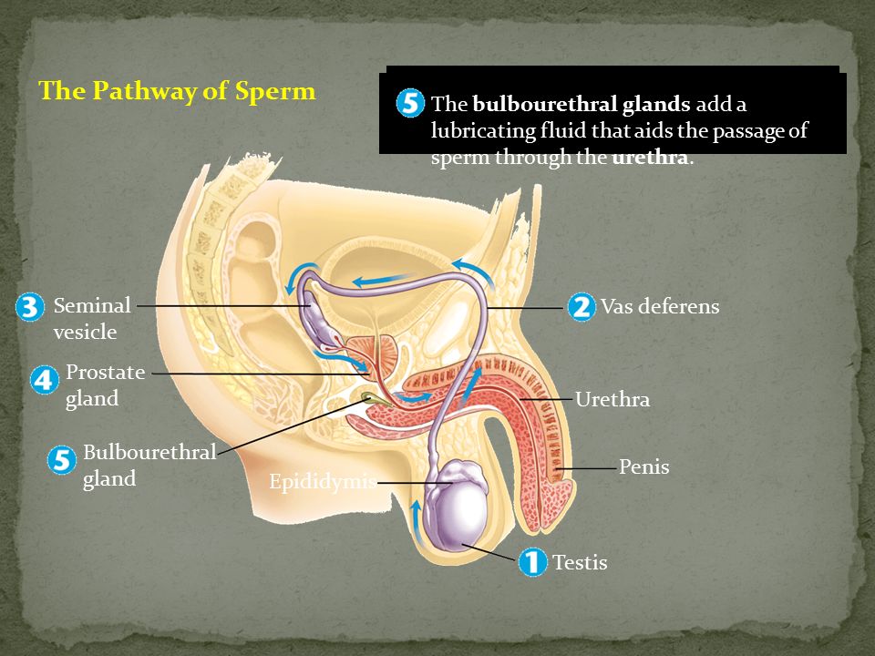 Today S Agenda Mindtrap Question Male Reproductive System Ppt Video Online Download