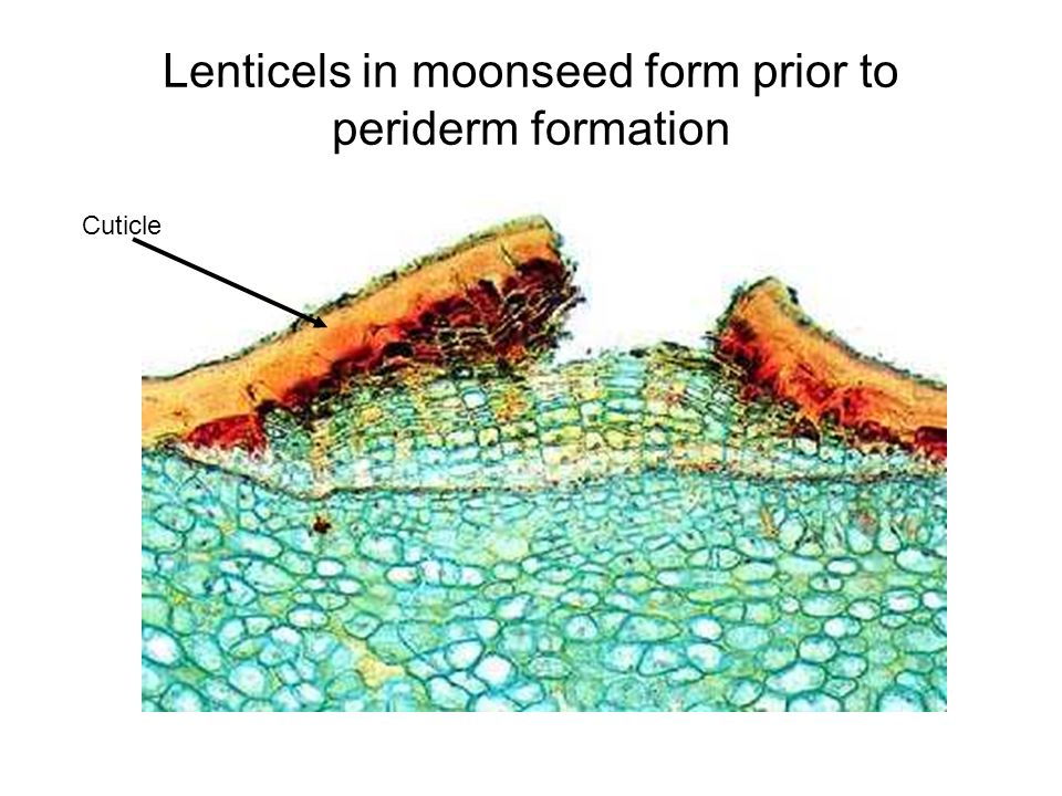 Lenticels in moonseed form prior to periderm formation