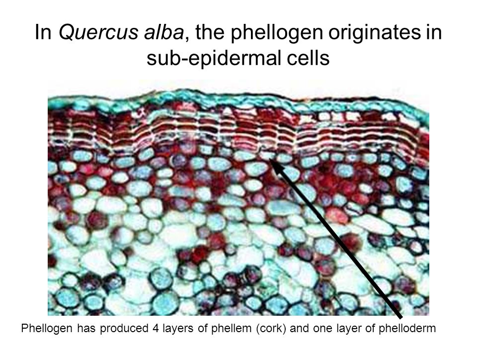 In Quercus alba, the phellogen originates in sub-epidermal cells