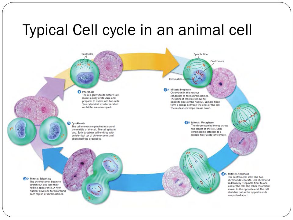 Cell Division A cell grows in size by increasing both the size and the ... Biology Diagrams