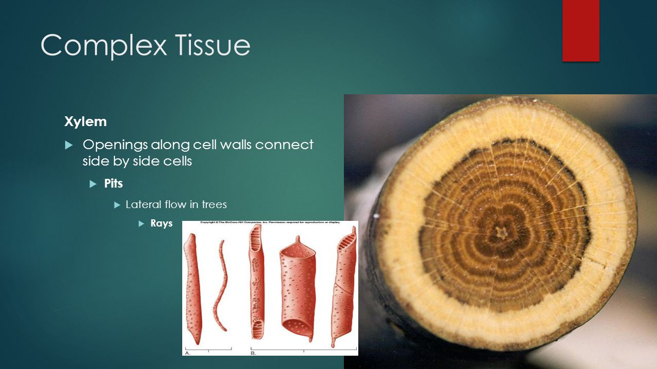 Complex Tissue Xylem. Openings along cell walls connect side by side cells. Pits. Lateral flow in trees.