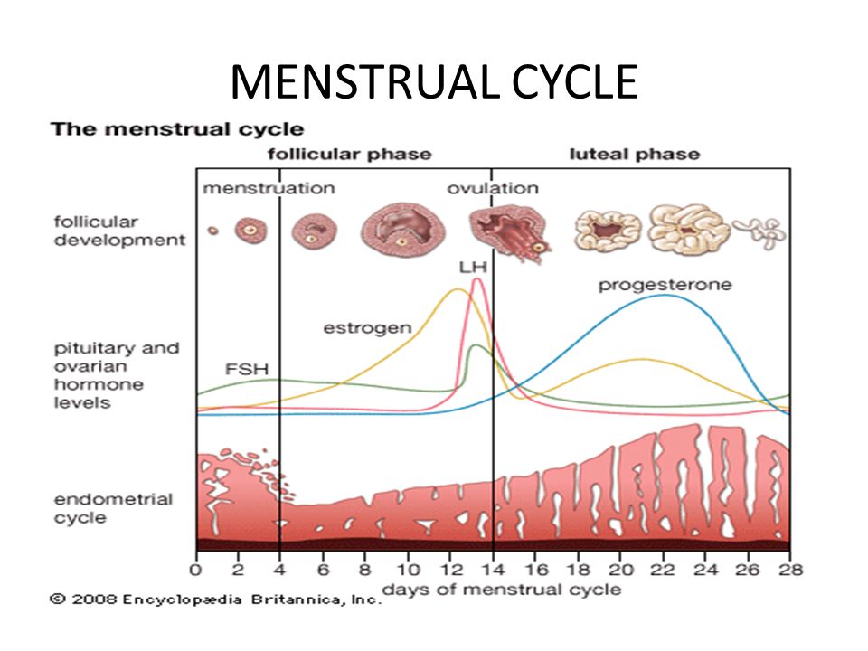 Кровь перед овуляцией. График 2 фазы менструального цикла. Нормальный менструальный цикл схема. Фазы менструационного цикла желтое тело. Фазы менструационного цикла 2-3 день цикла.