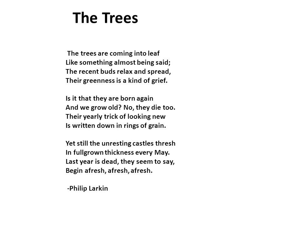 the trees poem philip larkin