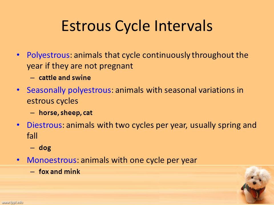 The Reproductive System Chapter ppt video online download