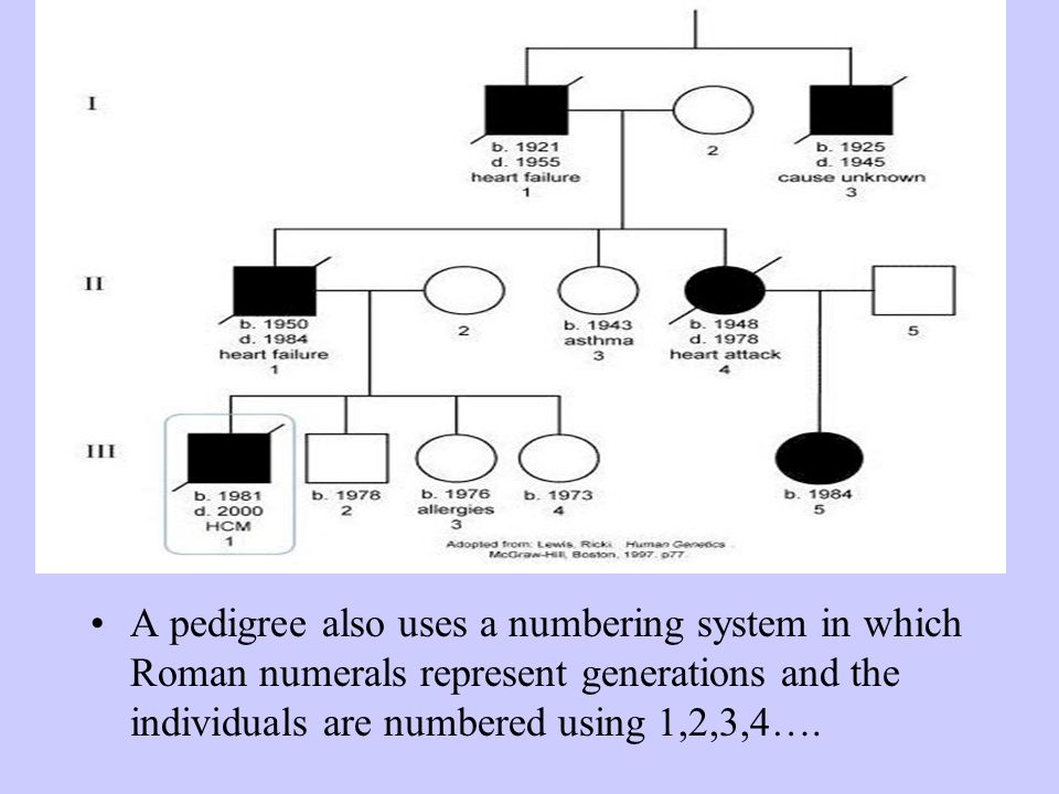 Pedigree Chart Numbering System