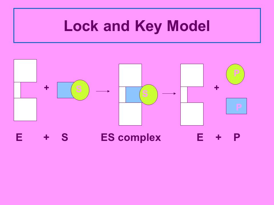 Lock and Key Model + + E + S ES complex E + P S P