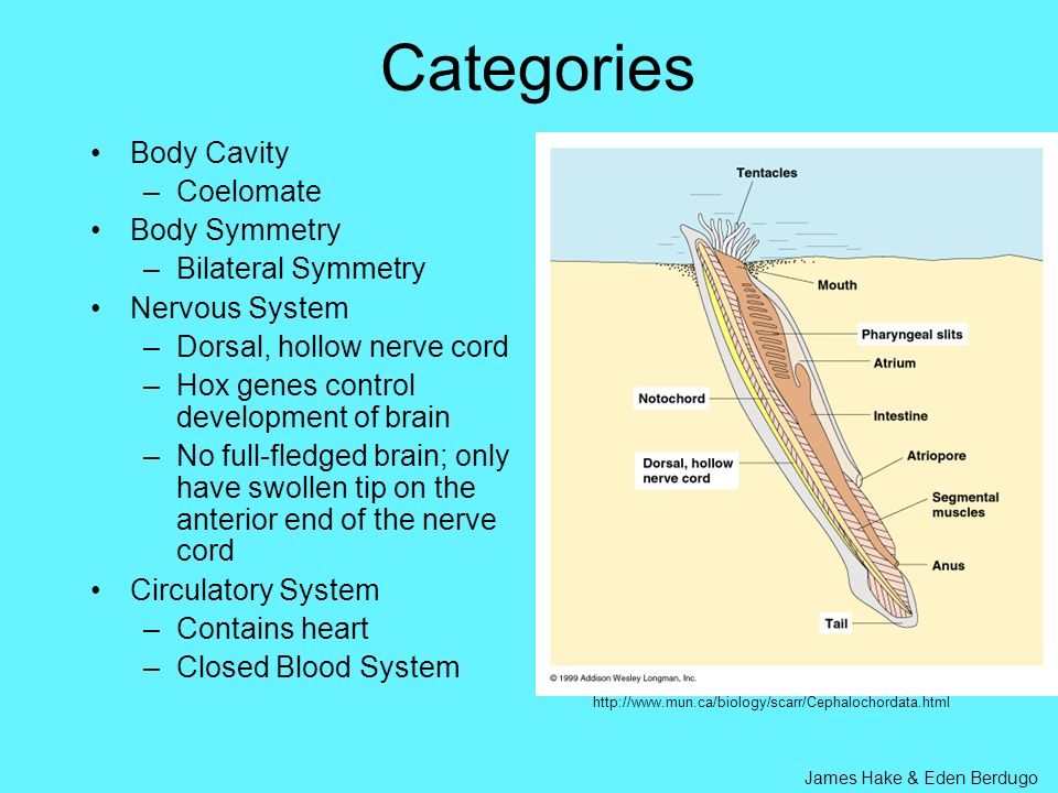 Categories Body Cavity Coelomate Body Symmetry Bilateral Symmetry