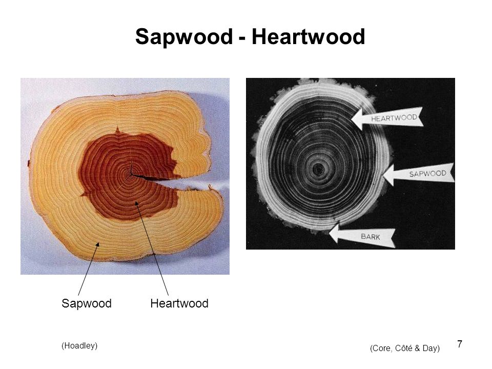 Sapwood - Heartwood Sapwood Heartwood (Hoadley) (Core, Côté & Day)