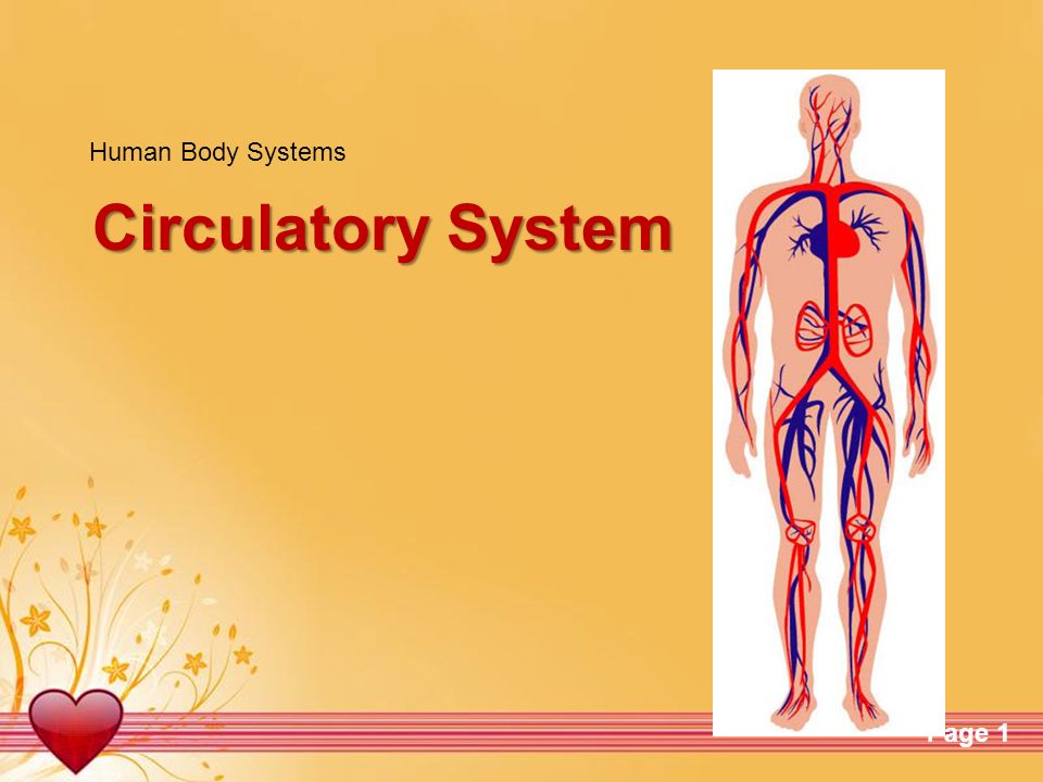Human Body Systems Circulatory System