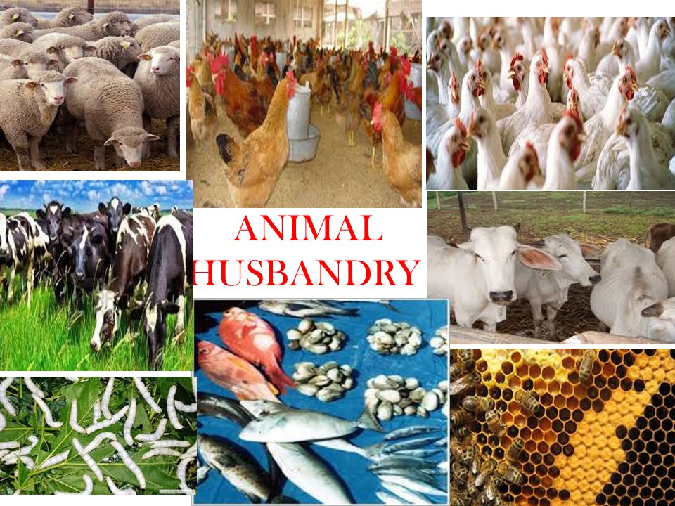 Entrepreneurship practical.. ANIMAL HUSBANDRY. - ppt video online download