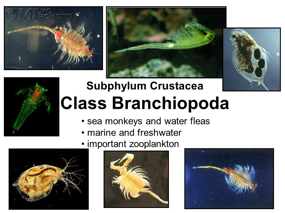 Численность зоопланктона. Зоопланктон Приморского края. Зоопланктон как индикатор. Branchiopoda Morphology.