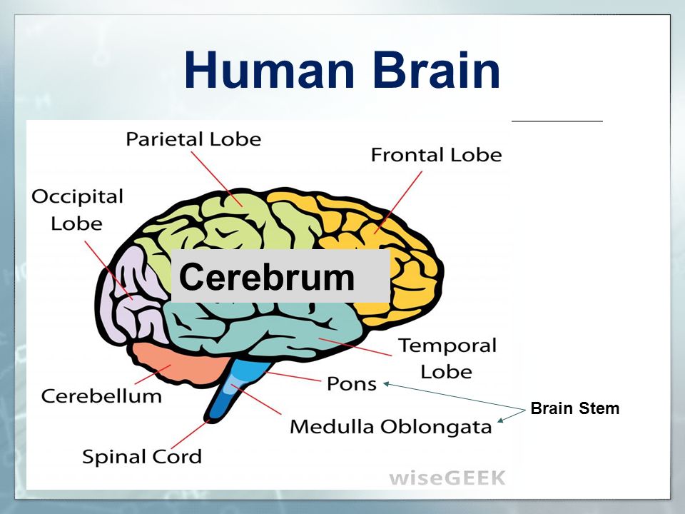 Capability of human brain