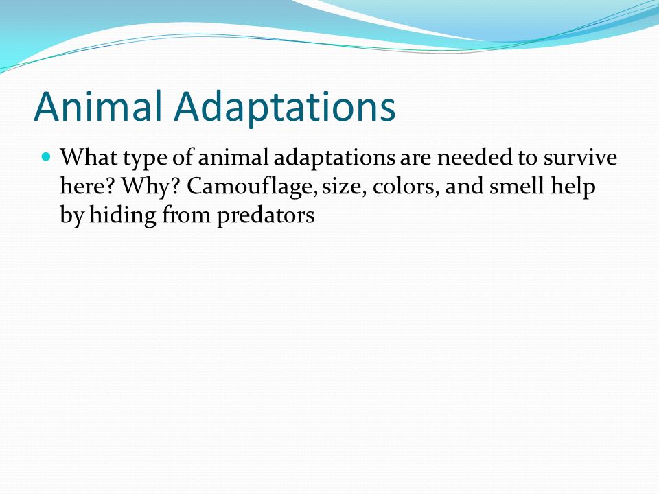 Animal Adaptations What type of animal adaptations are needed to survive here.