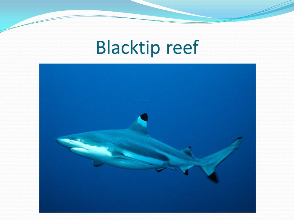 Blacktip reef