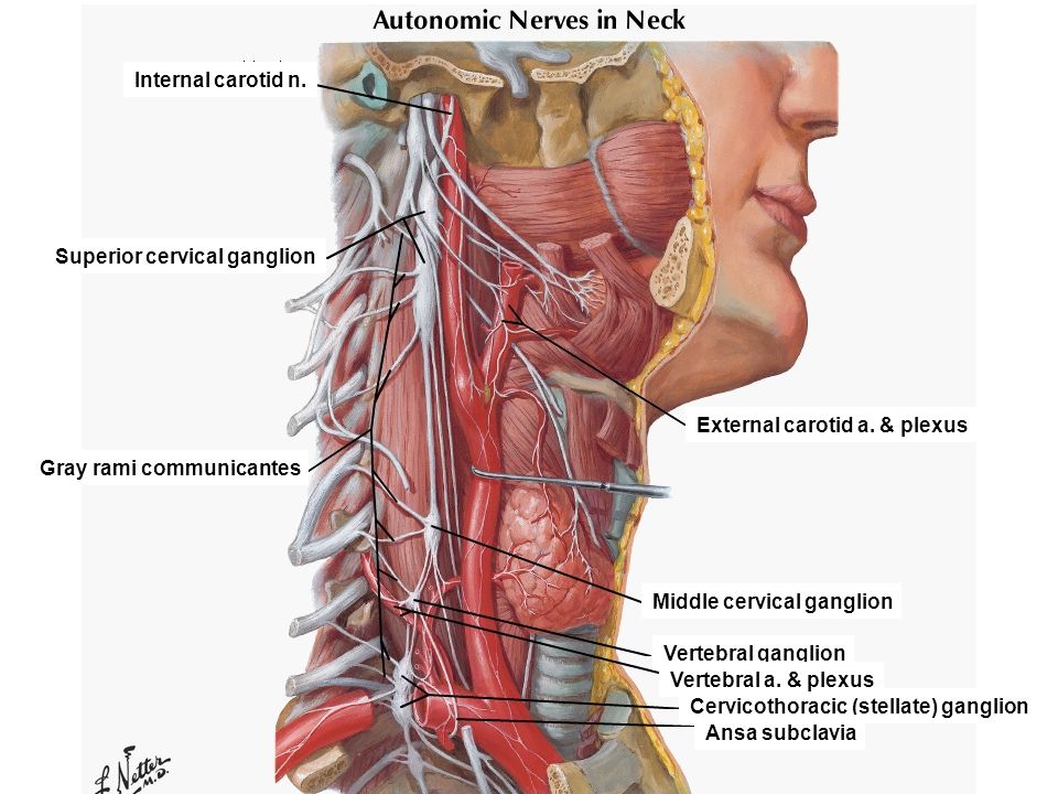 Левый блуждающий нерв. Блуждающий нерв Неттер. Блуждающий нерв nervus Vagus. N.Vagus анатомия топографическая.