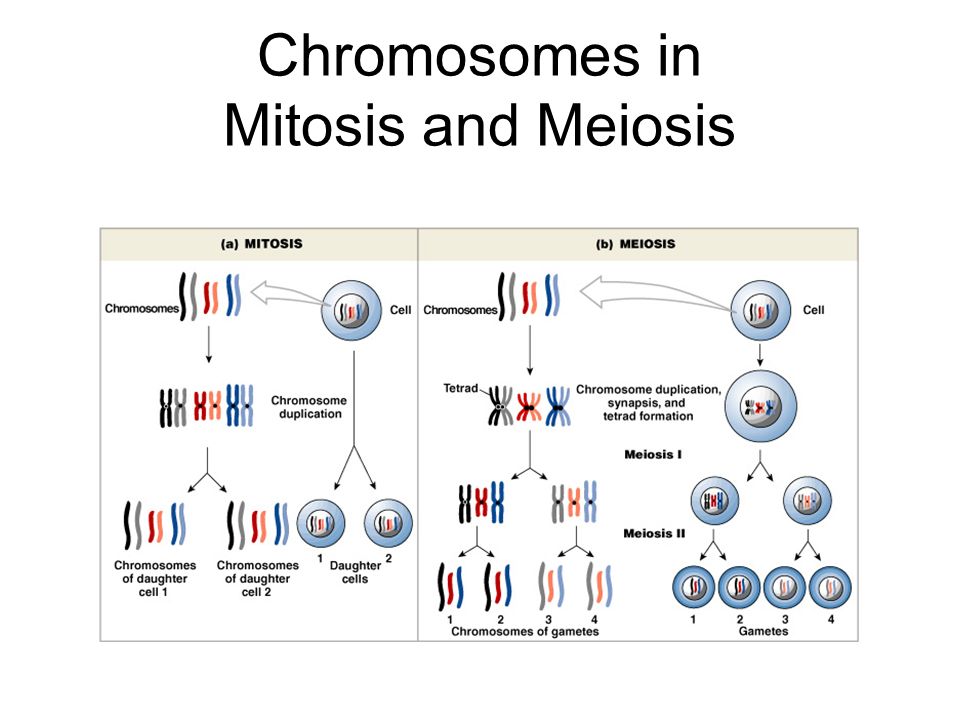 Chromosomes in Mitosis and Meiosis.