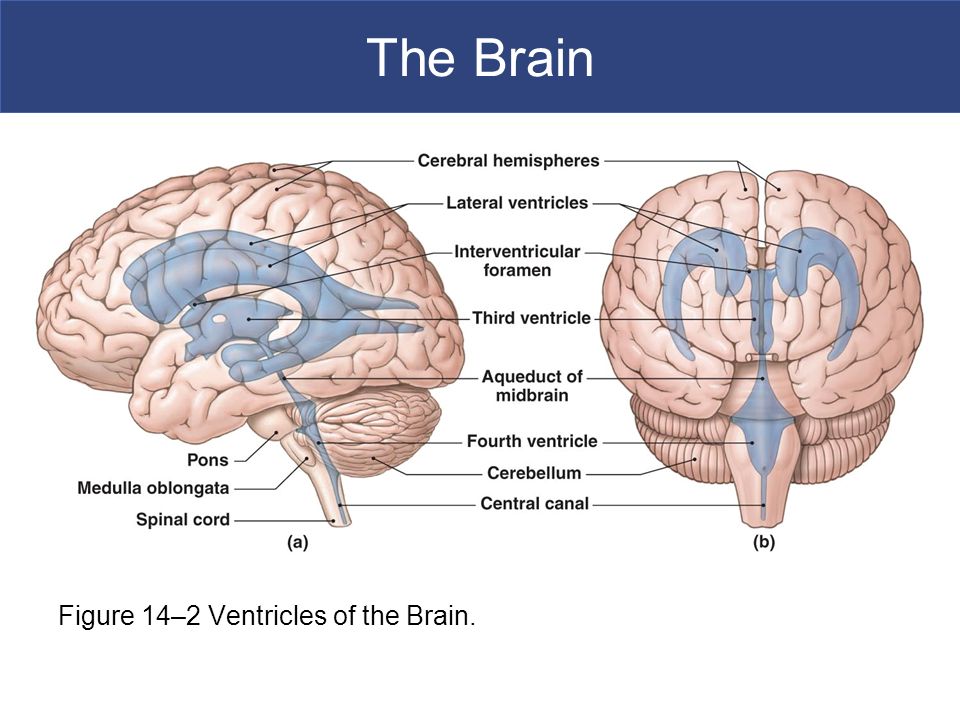 Capability of human brain