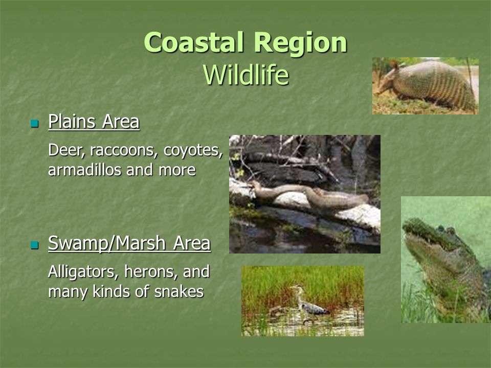 Coastal Plains Region Georgia's largest region - ppt video online download Coastal Plains Region Georgia's largest region - ppt video online download