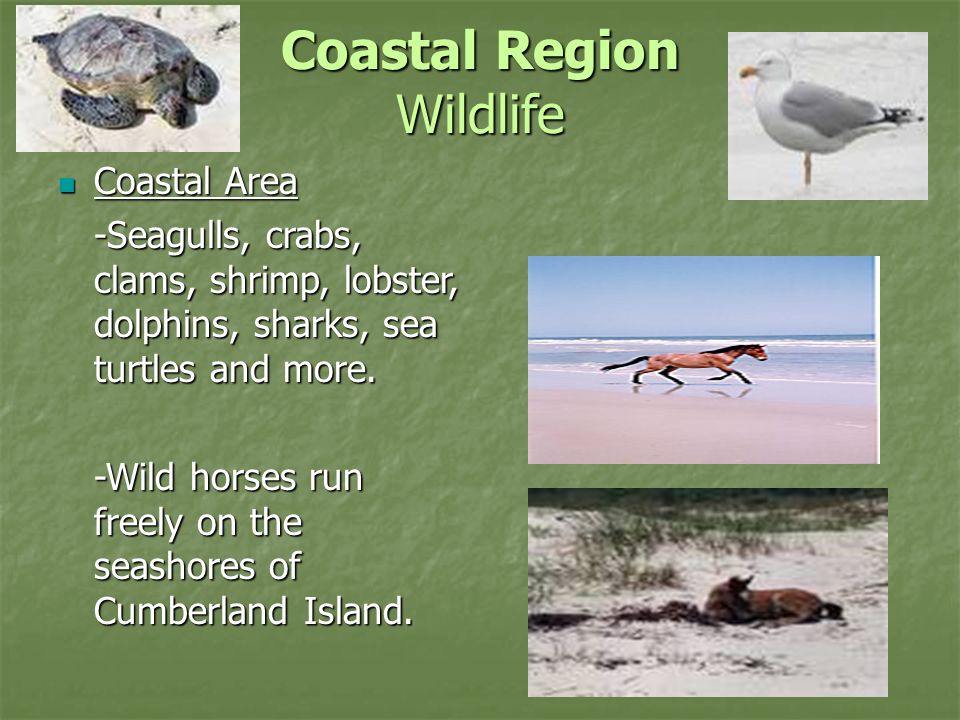 Coastal Plains Region Georgia's largest region - ppt video online download Coastal Plains Region Georgia's largest region - ppt video online download
