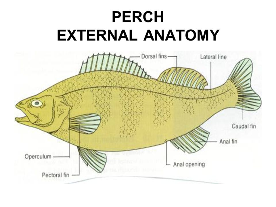 Perch external anatomy.