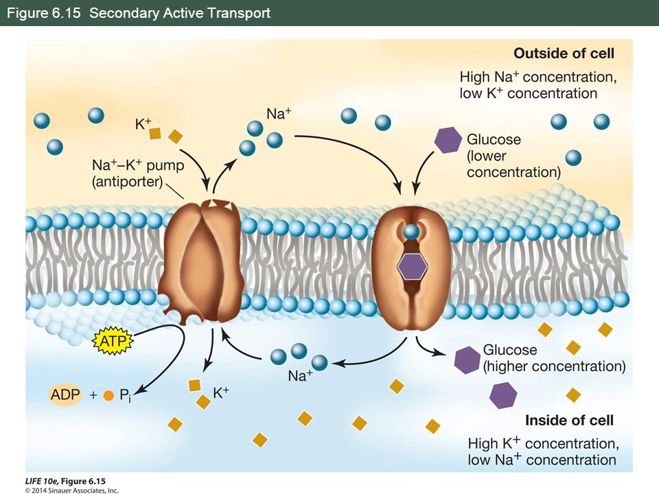 Cell Membranes. - ppt video online download