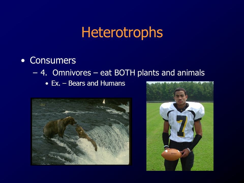 Heterotrophs Consumers 4. Omnivores – eat BOTH plants and animals