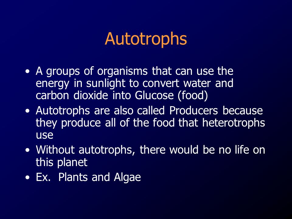 Autotrophs A groups of organisms that can use the energy in sunlight to convert water and carbon dioxide into Glucose (food)