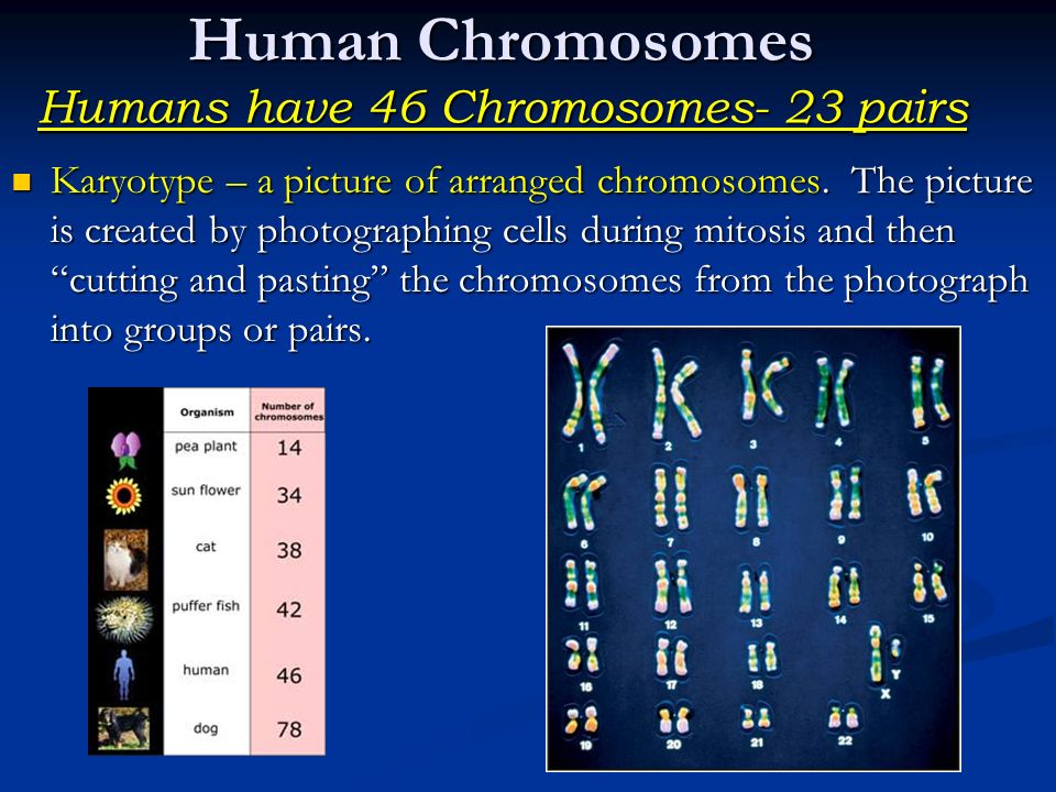 В яйцеклетке человека содержится 23 хромосомы. 23 Хромосомы. 46 Chromosome. У кого 23 хромосомы. Human Heredity.