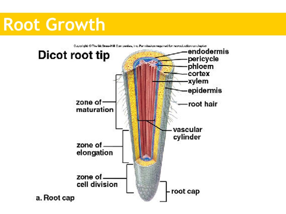 Root Growth.