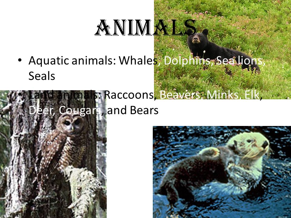 Animals Aquatic animals: Whales, Dolphins, Sea lions, Seals
