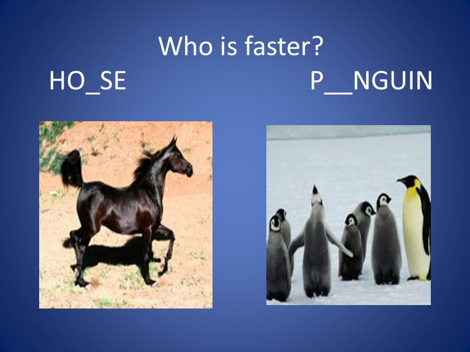 Compare animals. Who is faster. Be faster. Who is the fastest.