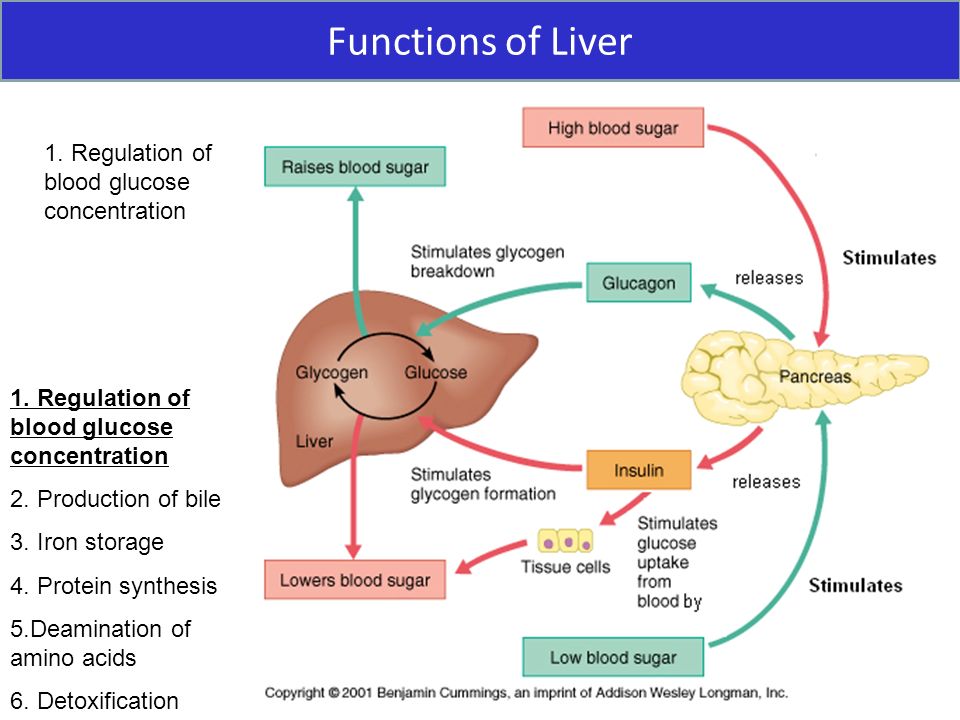 Functions of Liver 1. Regulation of blood glucose concentration.