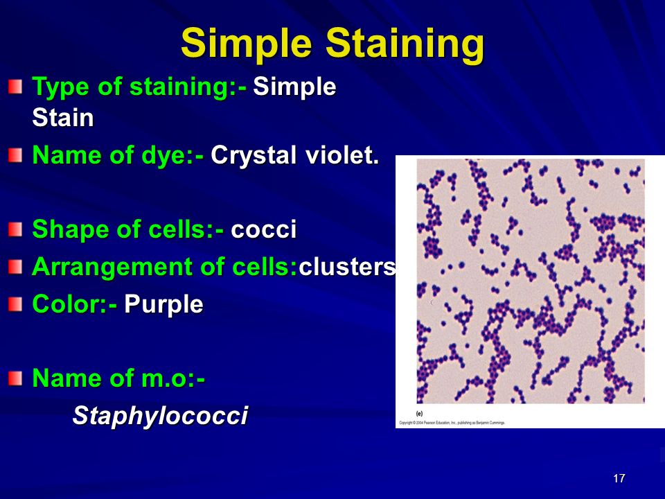 what is simple staining used for