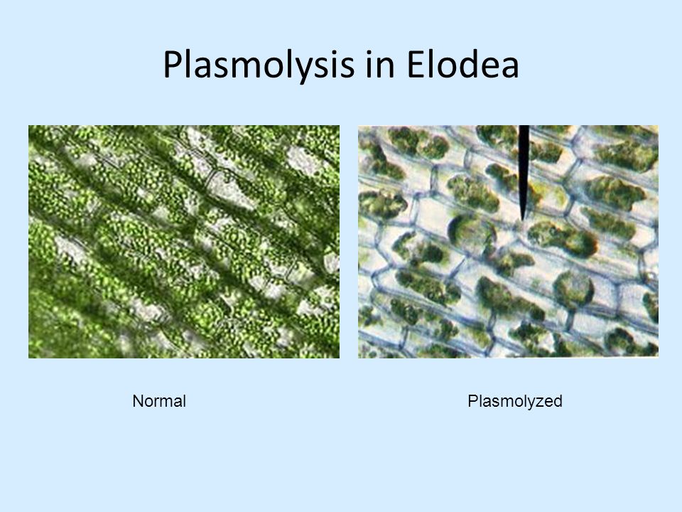 Наблюдение за плазмолизом в клетках