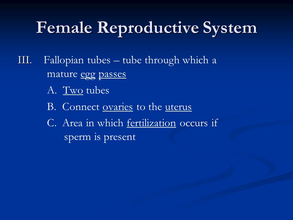 Female Reproductive System - ppt video online download