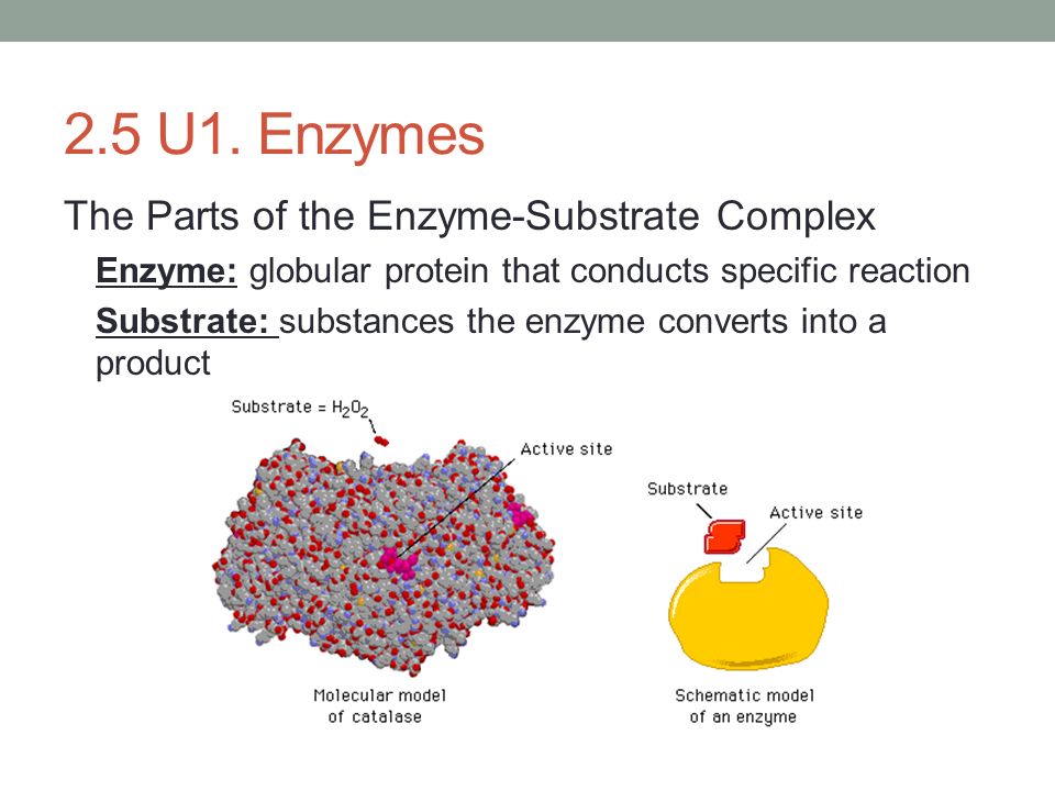 Тест на ферменты. Simple and Complex Enzymes. Enzymes structure simple Proteins. Enzyme Parts. Enzymes specific Reactions.