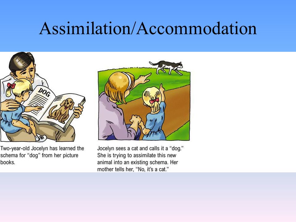 Assimilation 2024 psychology definition