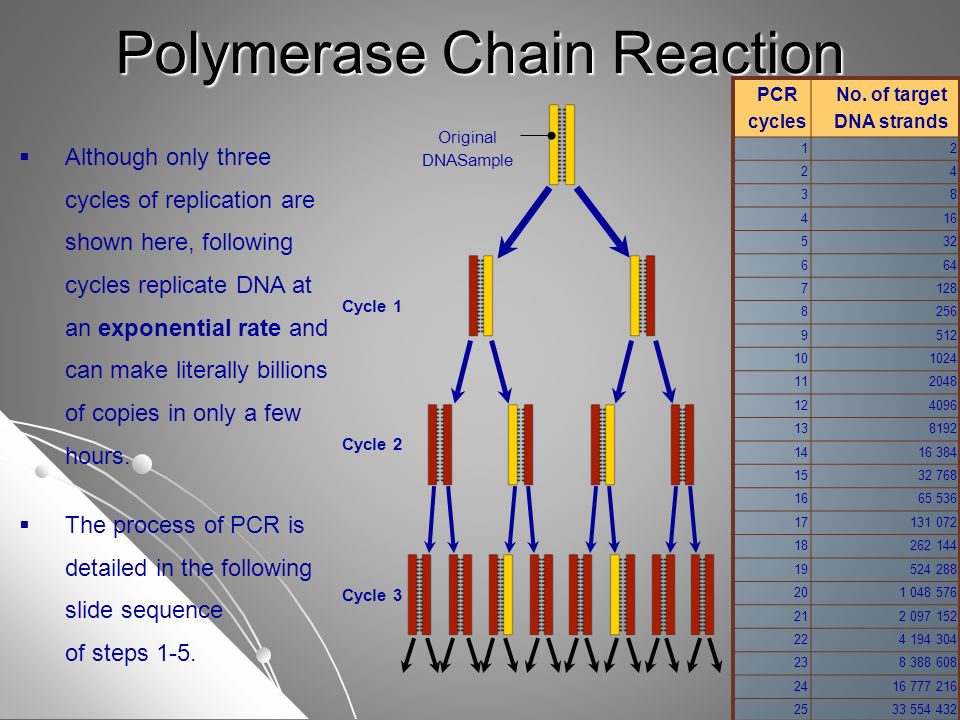 Polymerase Chain Reaction Pcr Ppt Video Online Download