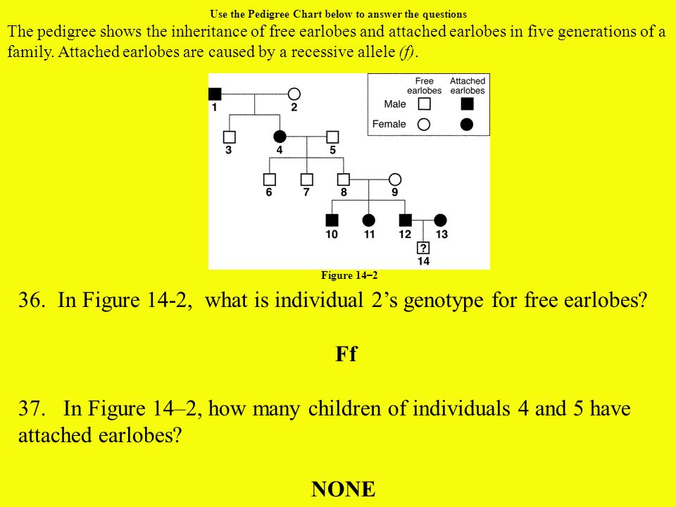 Pedigree Chart For Free Or Attached Earlobes Answers