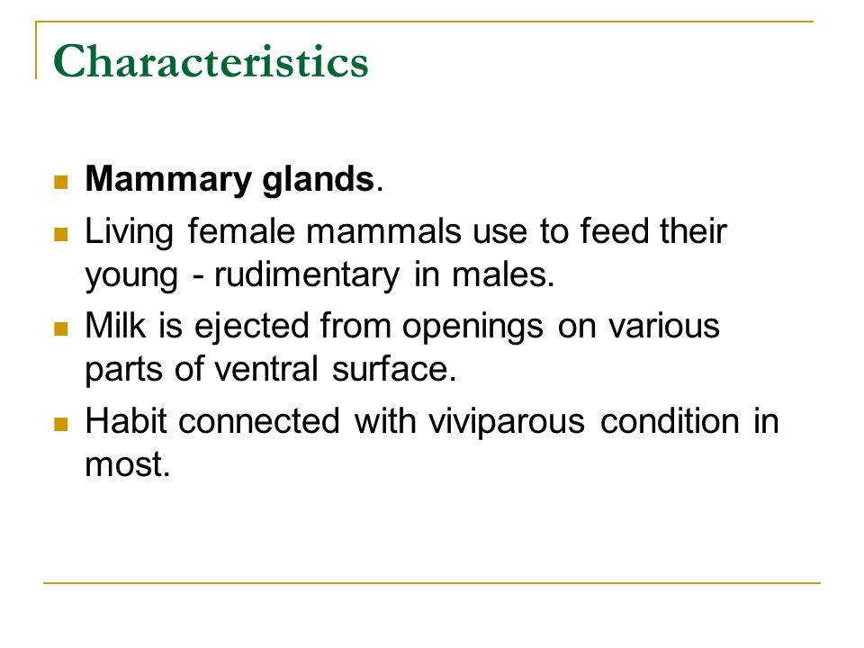 Mammals. - ppt video online download