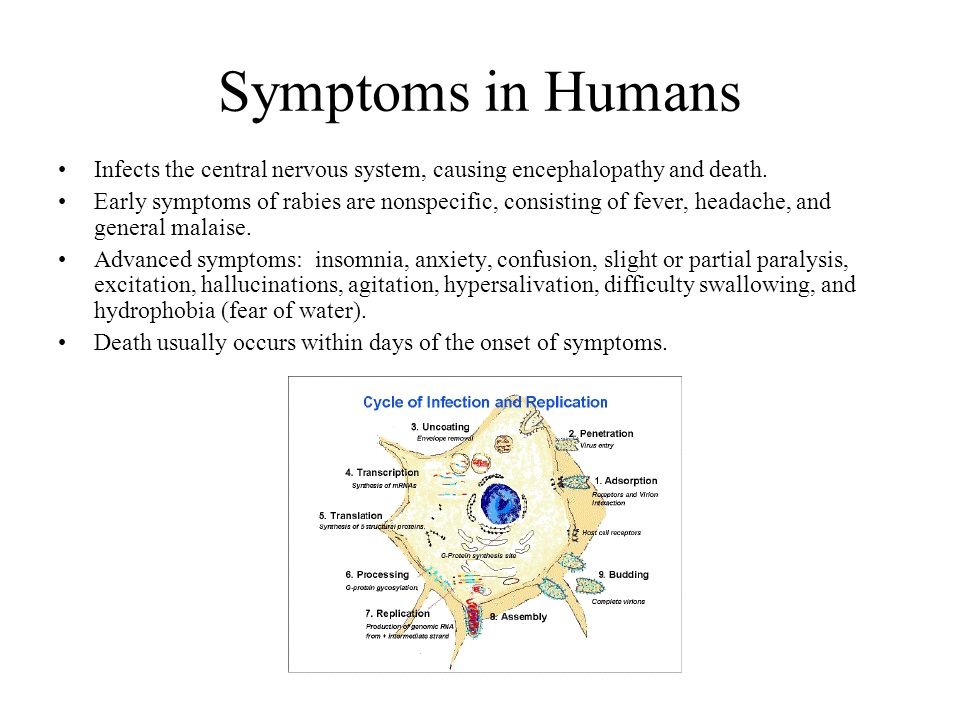 Rabies Ppt Video Online Download