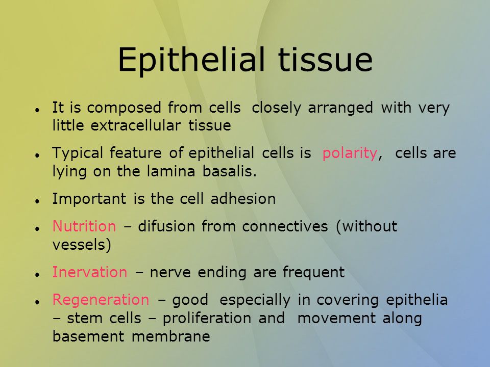 importance of epithelial tissue