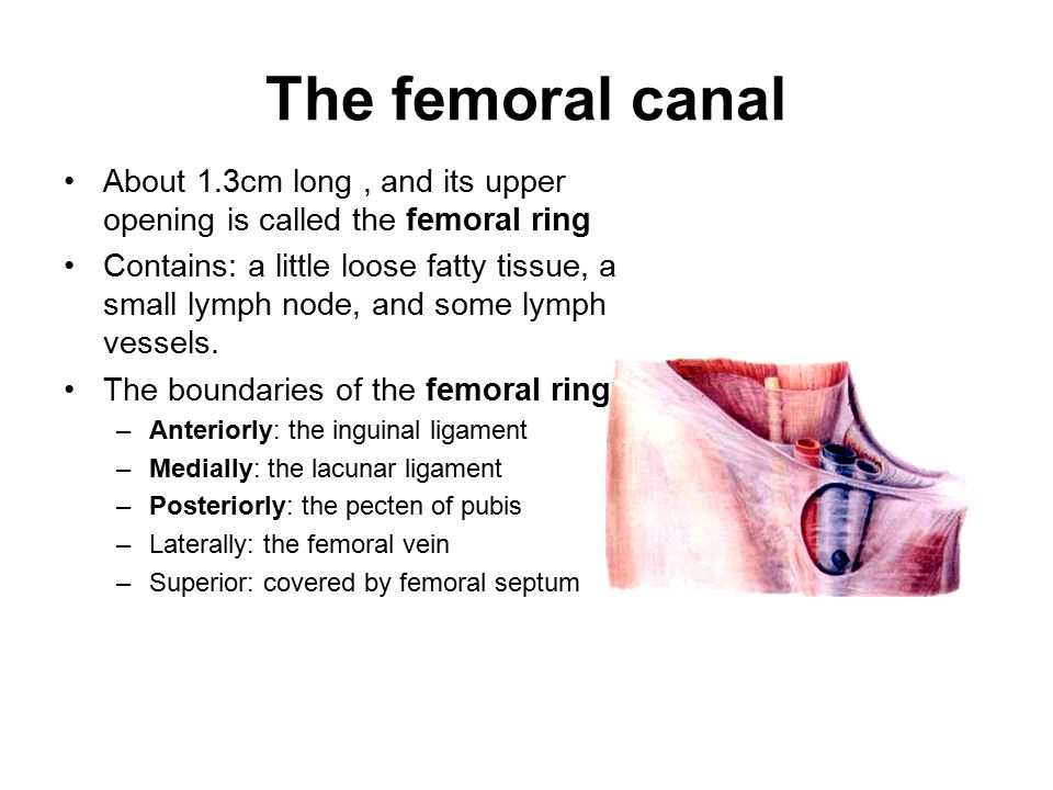 Cut section in inguinal canal. | Download Scientific Diagram