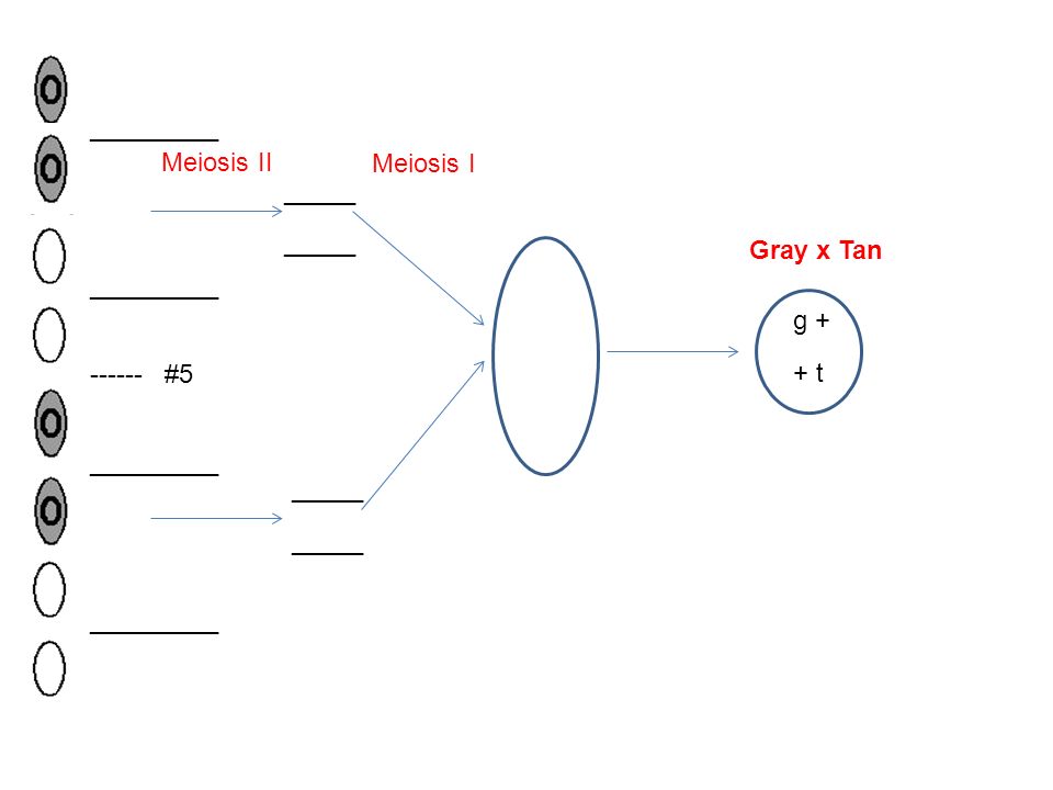 _________ Meiosis II. Meiosis I. _____. _____. Gray x Tan. _________. g #5. + t.