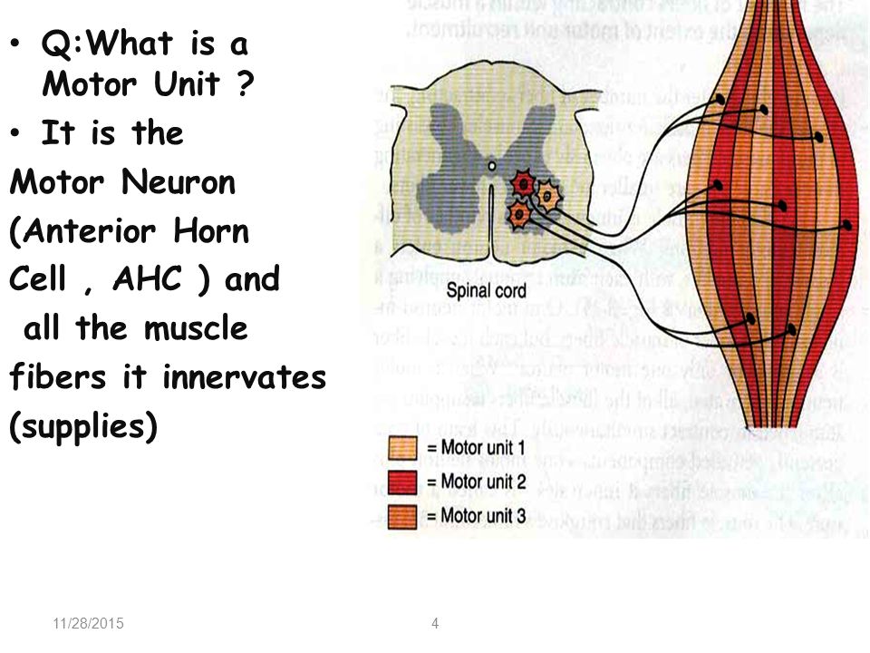 Physiology of the Motor Unit - ppt download