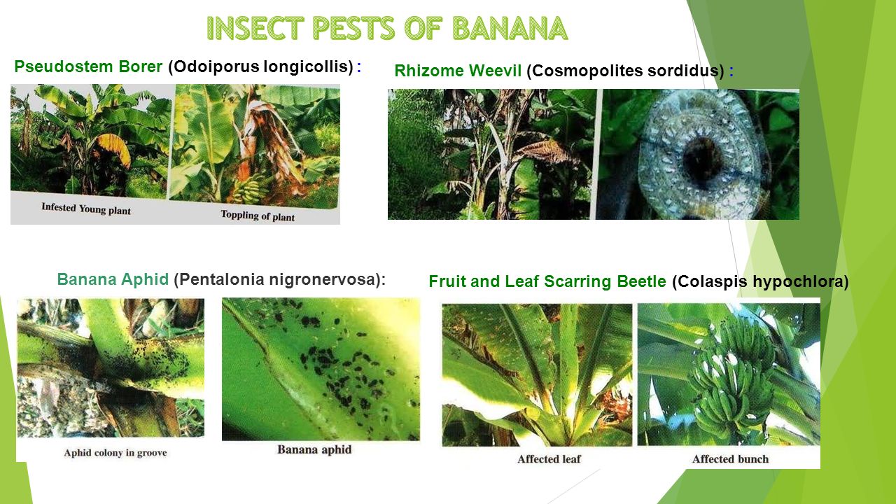 Biodeq Organic Product Ppt Video Online Download
