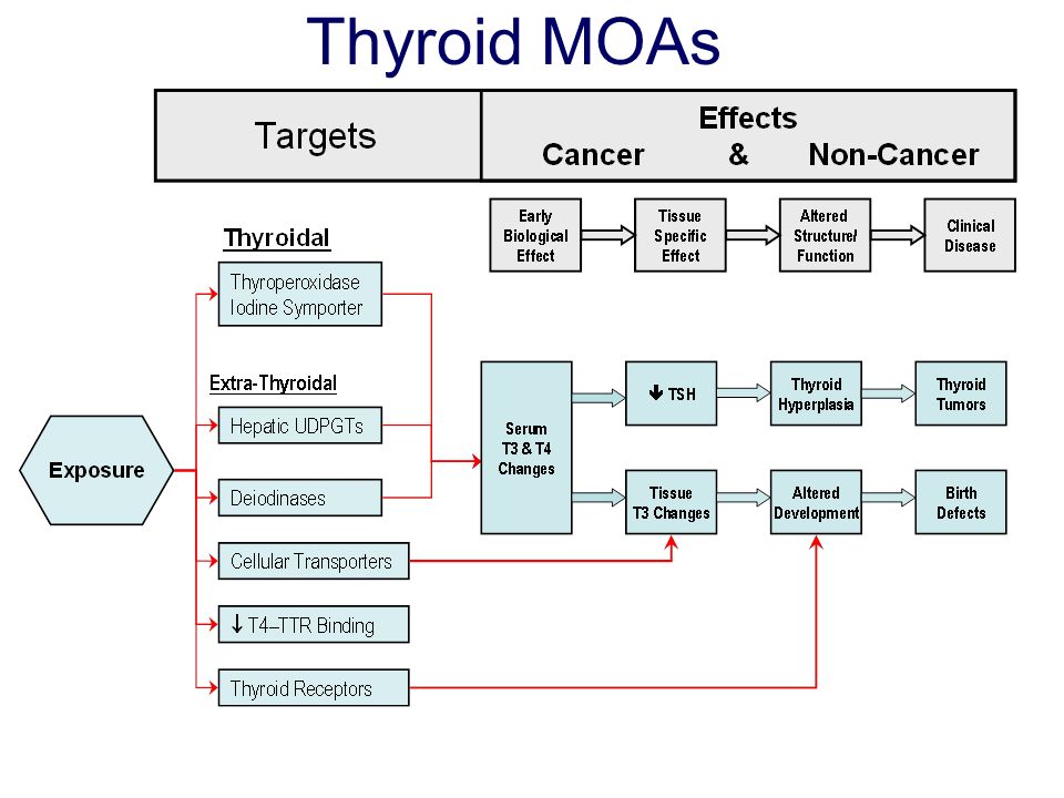 Thyroid MOAs