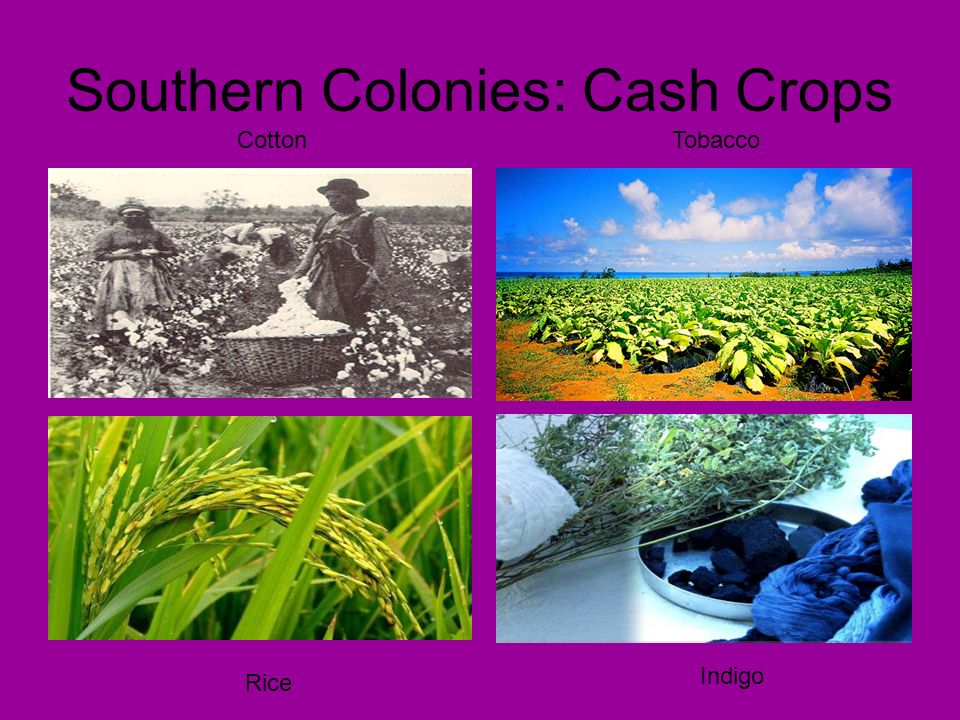 The Southern Colonies SOL USI.5b: The student will demonstrate knowledge of  the factors that shaped colonial America by: b) describing life in the New.  - ppt video online download