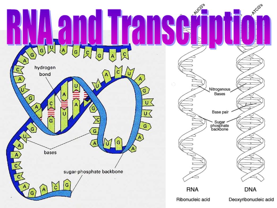 RNA and Transcription